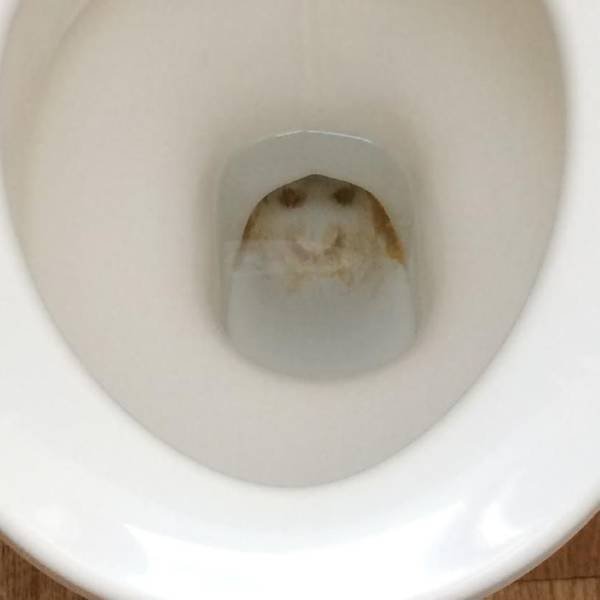 Rented Apartments Surprises (17 pics)