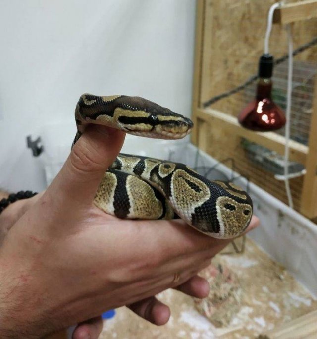 Rented Apartments Surprises (17 pics)