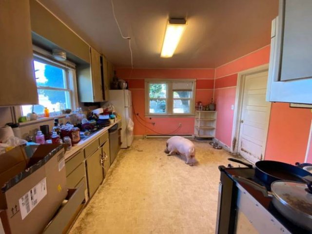 Rented Apartments Surprises (17 pics)