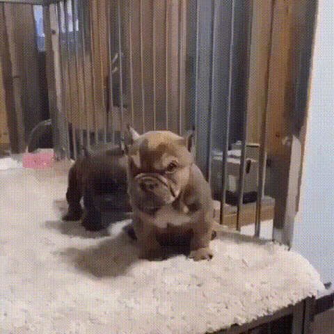 Acid Gifdump, February 1 (25 gifs)