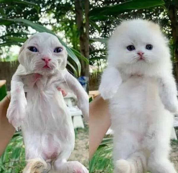 Awesome Before Vs After (18 pics)