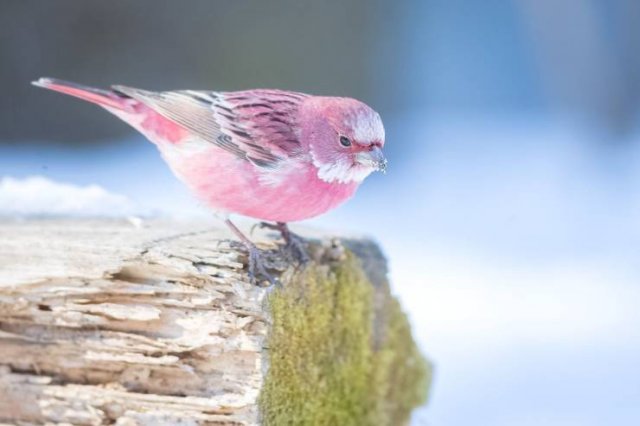 Amazing Pictures (45 pics)
