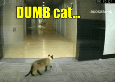 Wins And Fails (35 gifs)