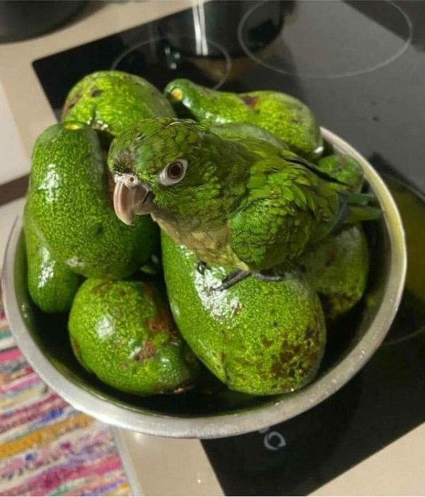 Things That Look Like Food (27 pics) Things That Look Like Food (27 pics)
