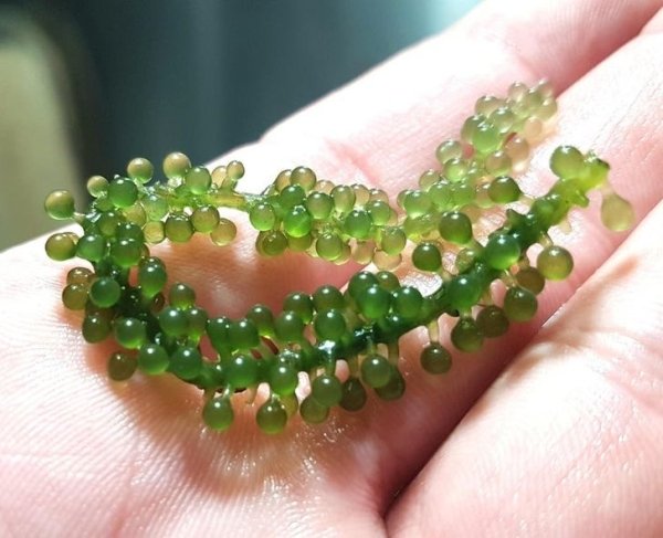 Things That Look Like Food (27 pics)