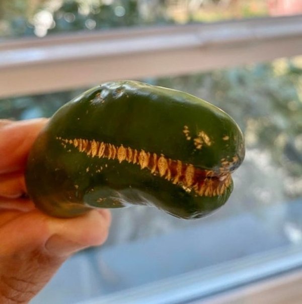 Things That Look Like Food (27 pics)