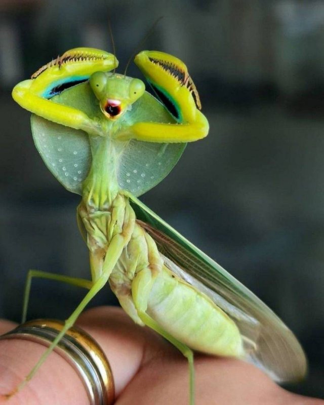 Acid Picdump 2 (91 pics)