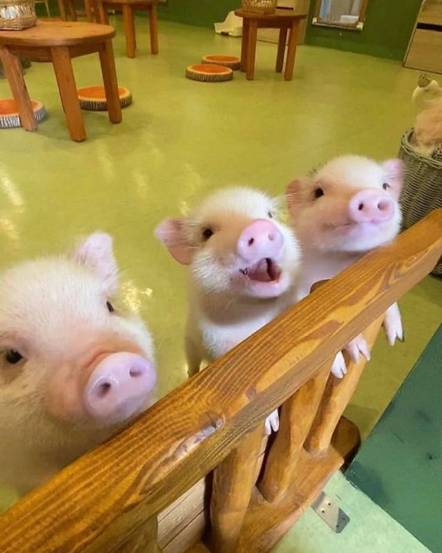 Acid Picdump 2 (91 pics)