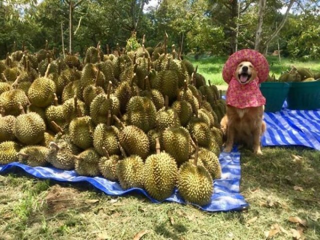Acid Picdump 1 (92 pics)