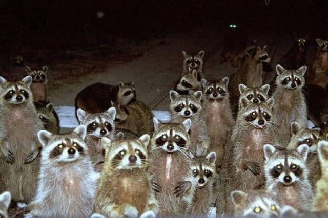 Acid Picdump 1 (92 pics)