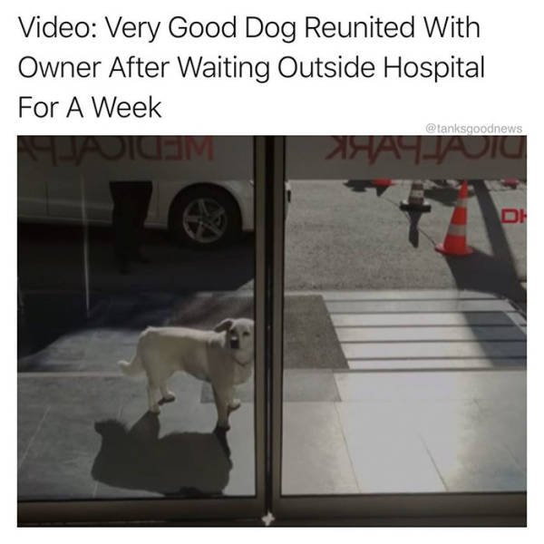 Wholesome Stories (60 pics)