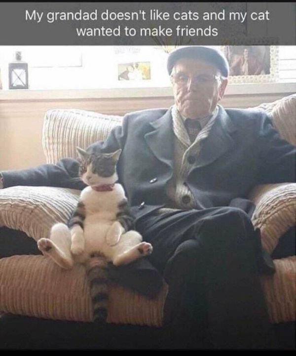 Cat Memes (30 pics)