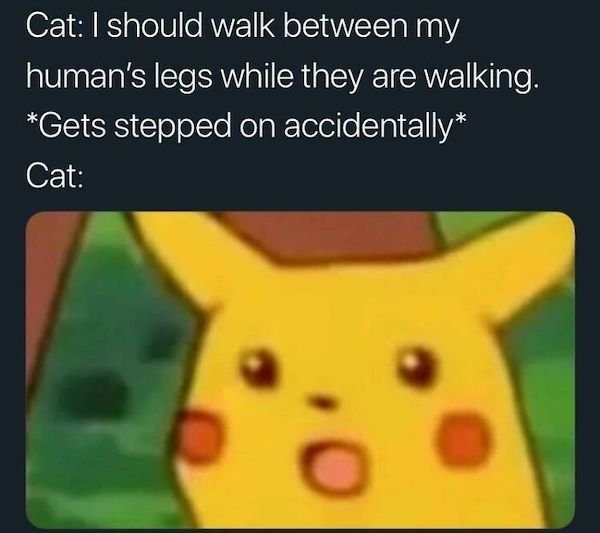 Cat Memes (30 pics)