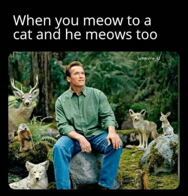 Cat Memes (30 pics)