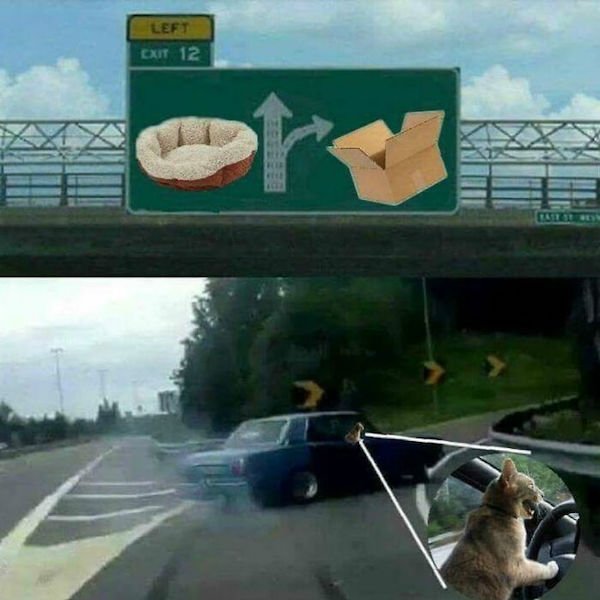 Cat Memes (30 pics)