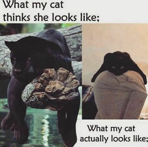 Cat Memes (30 pics)