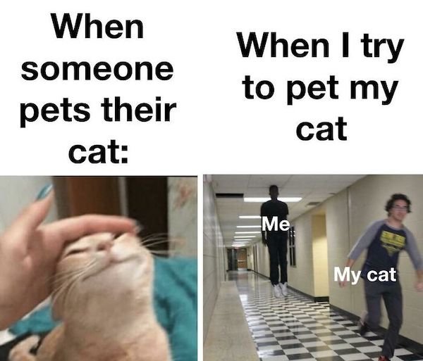Cat Memes (30 pics)