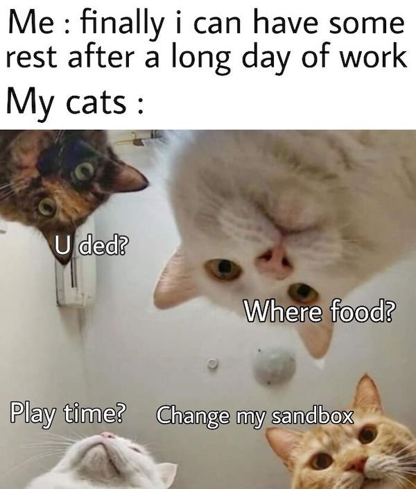 Cat Memes (30 pics)