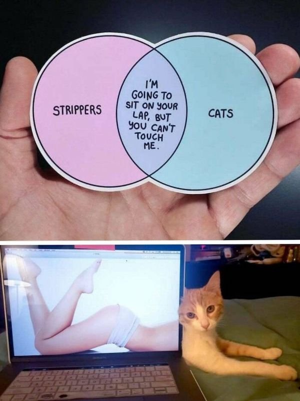 Cat Memes (30 pics)
