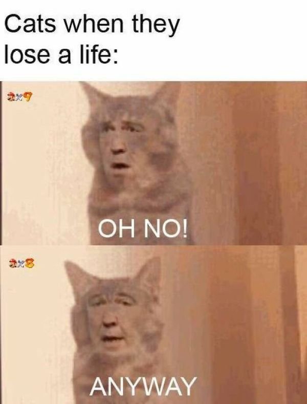 Cat Memes (30 pics)