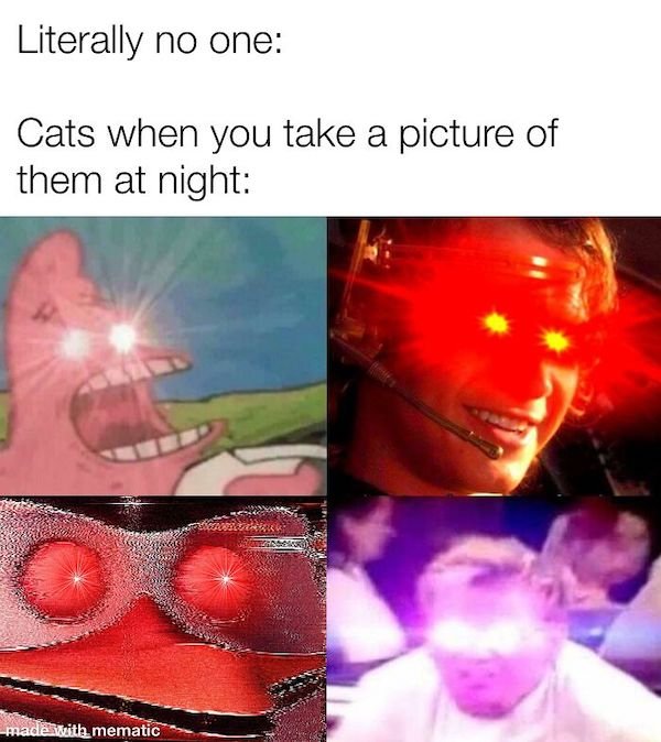 Cat Memes (30 pics)