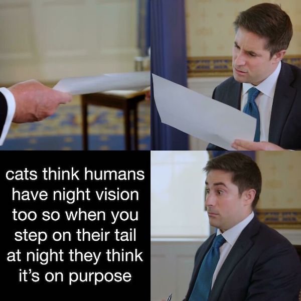 Cat Memes (30 pics)