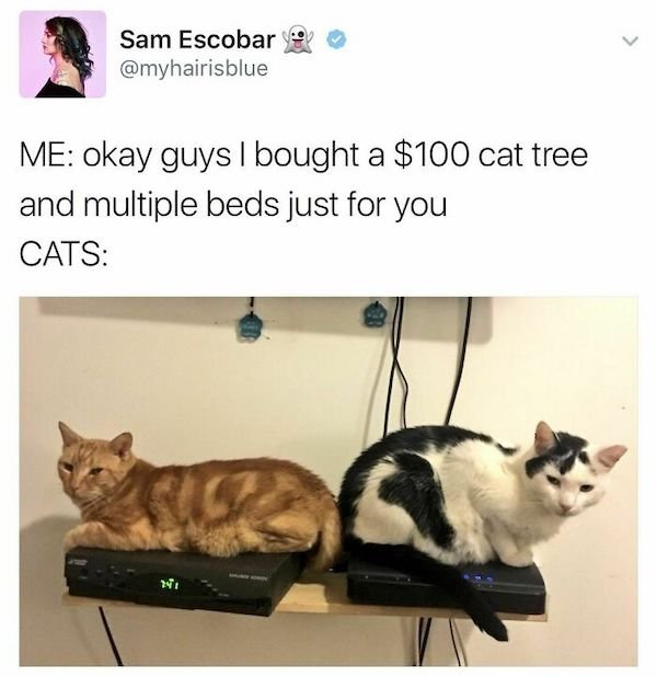 Cat Memes (30 pics)