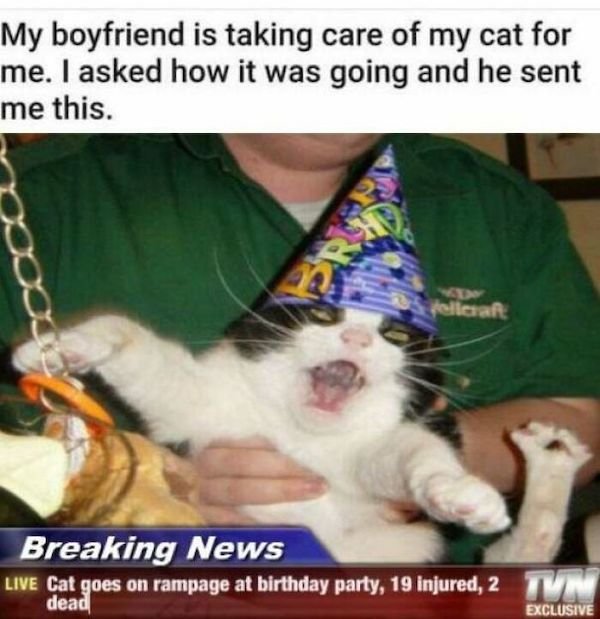 Cat Memes (30 pics)
