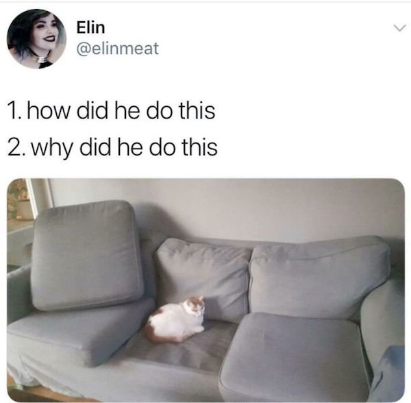 Cat Memes (30 pics)