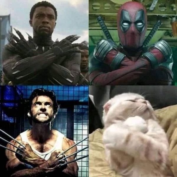 Cat Memes (30 pics)
