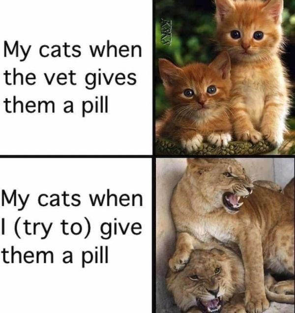 Cat Memes (30 pics)