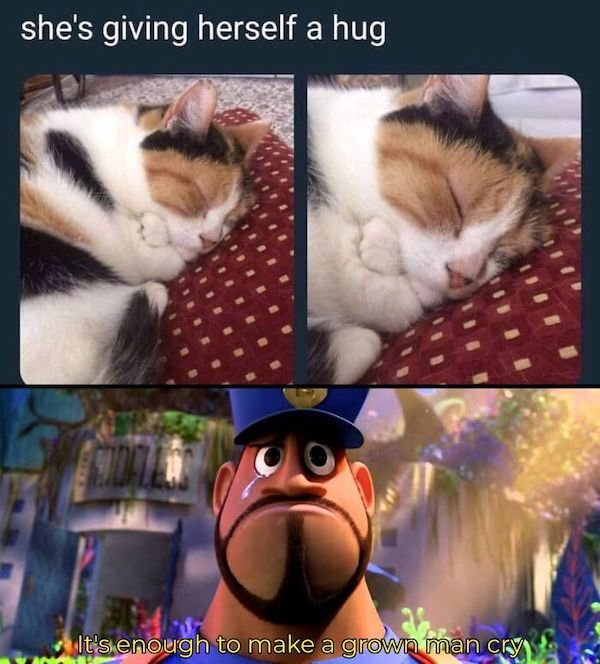 Cat Memes (30 pics)