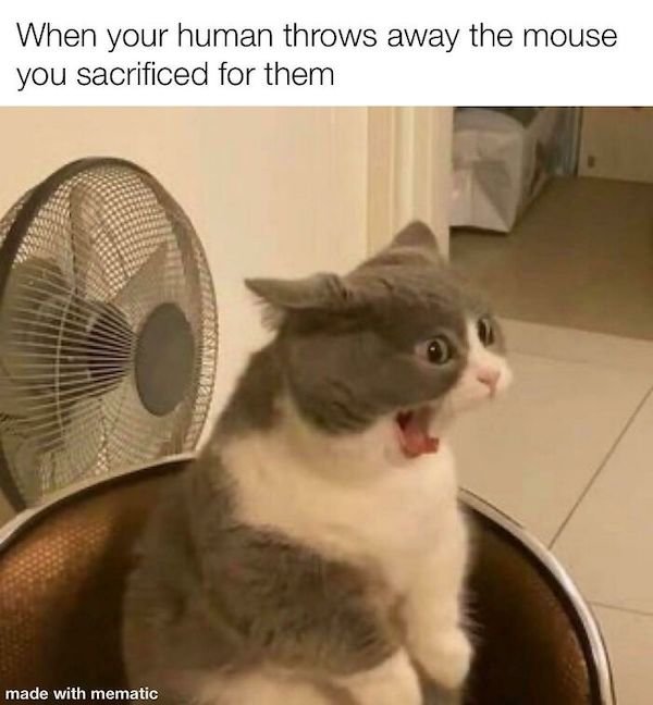 Cat Memes (30 pics)