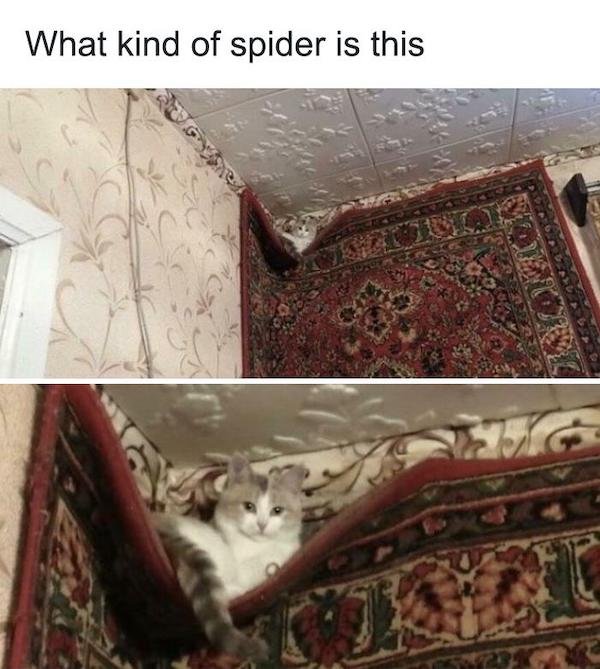 Cat Memes (30 pics)