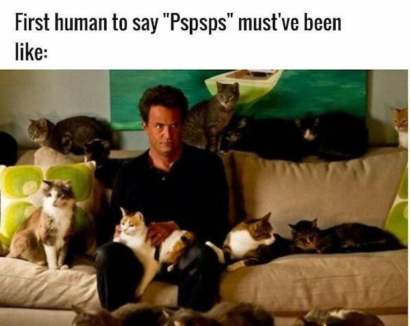 Cat Memes (30 pics)