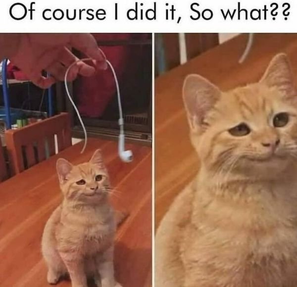 Cat Memes (30 pics)