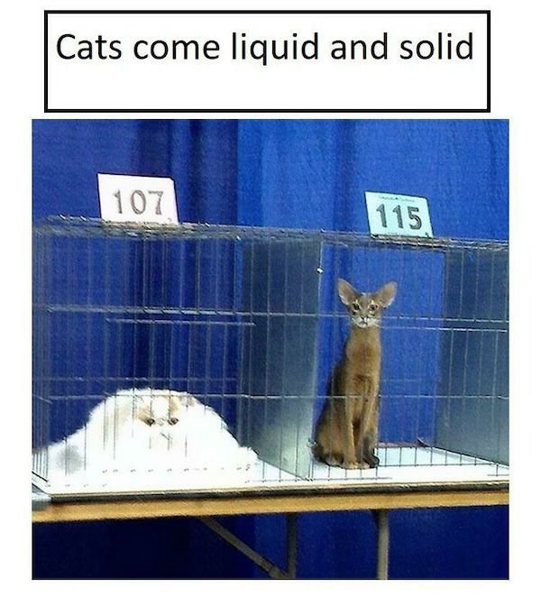 Cat Memes (30 pics)