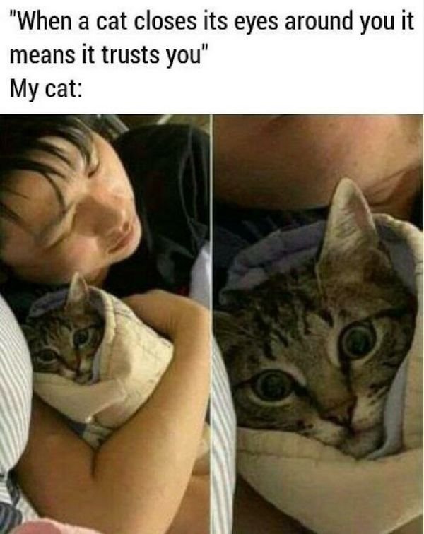 Cat Memes (30 pics)