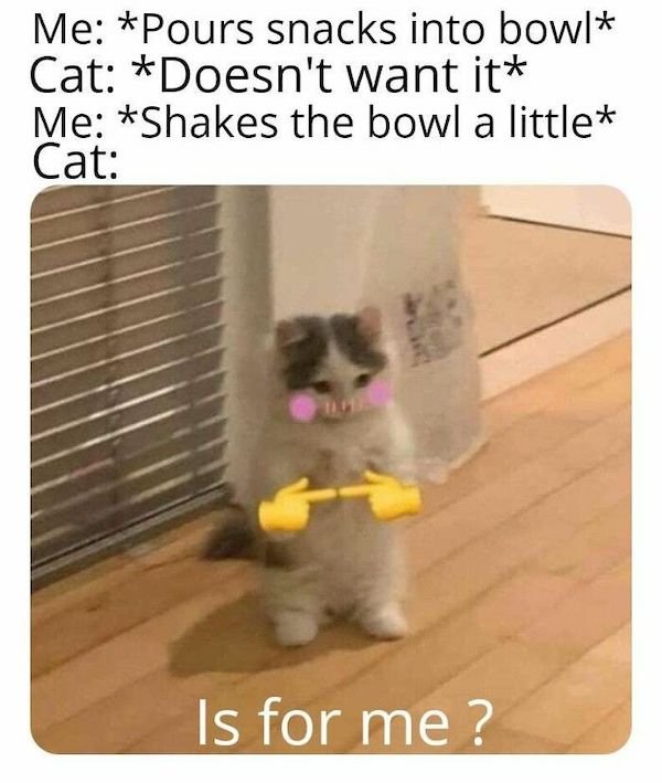 Cat Memes (30 pics)