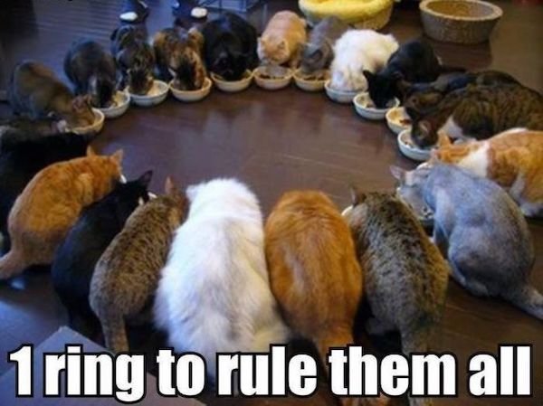 Cat Memes (30 pics)