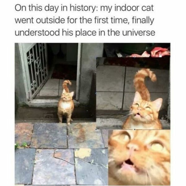 Cat Memes (30 pics)