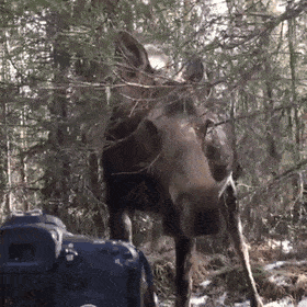 Acid Gifdump, February 5 (25 gifs)