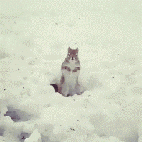 Acid Gifdump, February 5 (25 gifs)