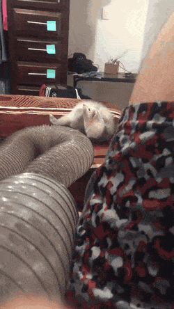 Acid Gifdump, February 5 (25 gifs)