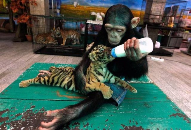No Words Needed For These Pictures (44 pics)