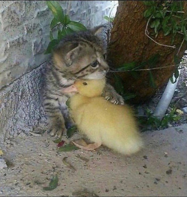 No Words Needed For These Pictures (44 pics)