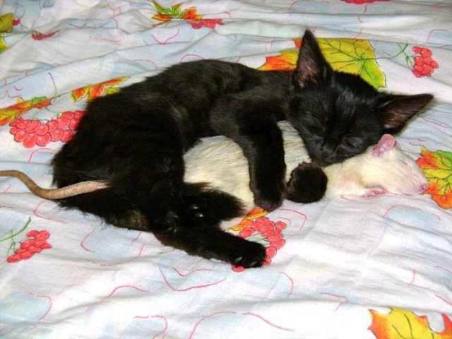No Words Needed For These Pictures (44 pics)