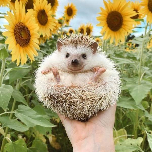 No Words Needed For These Pictures (44 pics)