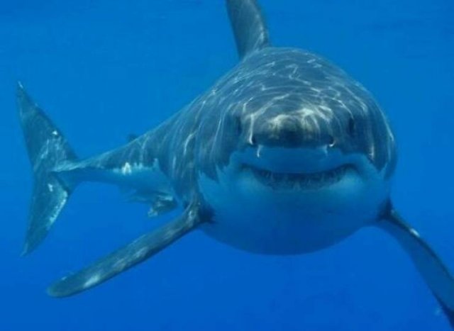 Interesting Facts (50 pics)