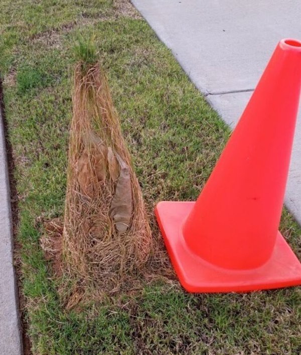 Almost Nailed It (19 pics) Almost Nailed It (19 pics)